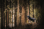 male mongrel