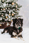male mongrel