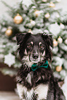 male mongrel