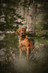 female German-Boxer-Mongrel