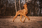 female German-Boxer-Mongrel