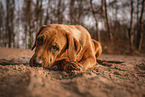 female German-Boxer-Mongrel