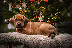 German-Boxer-Mongrel Puppy
