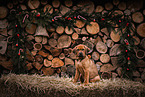 German-Boxer-Mongrel Puppy