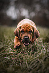 German-Boxer-Mongrel Puppy