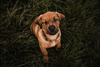 German-Boxer-Mongrel Puppy