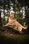 male Podenco-Mongrel
