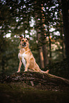 male Podenco-Mongrel