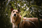male Podenco-Mongrel