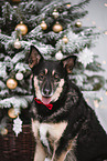 male Shepherd-Mongrel