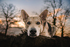 male Shepherd-Mongrel