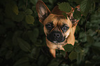 male Frensh-Bulldog-Mongrel