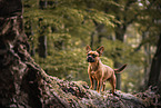 male Frensh-Bulldog-Mongrel