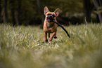 male Frensh-Bulldog-Mongrel