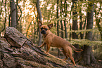 male Frensh-Bulldog-Mongrel