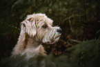 female mongrel