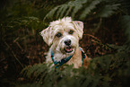 female mongrel