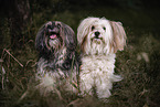 2 mongrels