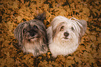 2 mongrels