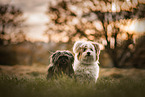 2 mongrels