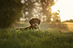 Bernese-Mountain-Dog-Berger-Blanc-Suisse Puppy