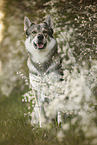 wolfdog