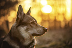 wolfdog