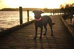 Labrador-Retriever-Mongel