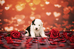 Australian-Shepherd-Mongrel Puppy