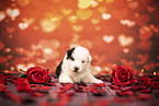 Australian-Shepherd-Mongrel Puppy