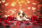 Australian-Shepherd-Mongrel Puppy