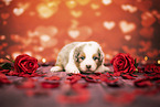 Australian-Shepherd-Mongrel Puppy