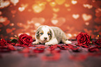 Australian-Shepherd-Mongrel Puppy
