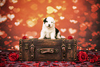Australian-Shepherd-Mongrel Puppy