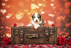 Australian-Shepherd-Mongrel Puppy