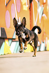 small Terrier-Mongrel
