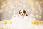 Australian-Shepherd-Mongrel Puppy