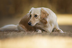 male mongrel