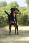 male mongrel