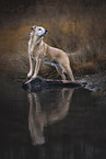 male mongrel