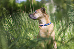 male mongrel