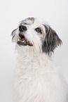male Terrier-Mongrel