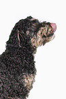 Tibetan-Terrier-Mongrel