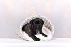 Cane-Corso-Mongrel