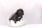 Cane-Corso-Mongrel