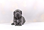 Cane-Corso-Mongrel