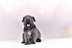 Cane-Corso-Mongrel