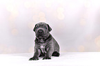Cane-Corso-Mongrel
