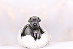 Cane-Corso-Mongrel