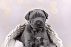 Cane-Corso-Mongrel